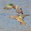 Mallard Pair Landing