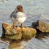 Golden Eye Hen