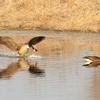 Canada Geese on Pond