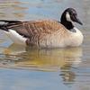 Canada Goose Reflections