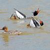 Courting - Red-breasted Mergansers