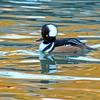 Hooded Merganser