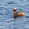 Horned Grebe