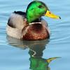 Mallard - Vertical