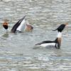 Red-breasted Merganser