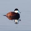 Ruddy Duck - Left Over Salad