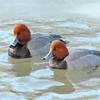 Ice Out Redheads