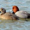 Redhead Drake and Hen