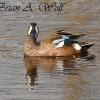 Preening Blue Wing Teal