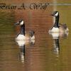 Autumn Reflections - Canada Geese