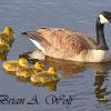 Canada Goose and Goslings