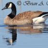 Canada Goose Reflections