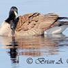 Preening Canada Goose