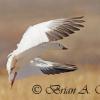 Catching The Wind - Snow Goose