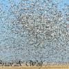Clearing The Field - Snow Geese