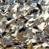 Leaving The Cornfield - Snow Geese