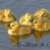 Canada Goose Goslings II