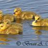 Canada Goose Goslings