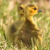 Goslings - Vertical