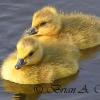 Goslings