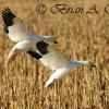 Landing Snow Geese