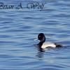 Lesser Scaup Drake