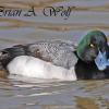 Lesser Scaup Drake - Scowl