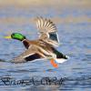 Mallard Taking Off III