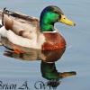 Mallard Drake