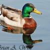 Mallard Drake