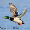 Mallard In Flight