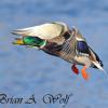 Mallard Landing