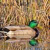 Mallard Reflections