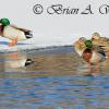 Mallards On Ice