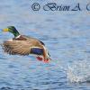 Mallard Leaving A Splash