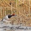 Redhead Taking Flight