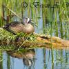 Resting Bluewing Teal