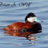 Ruddy Duck II