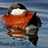 Ruddy Duck III