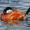 Ruddy Duck IV