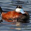 Ruddy Duck V