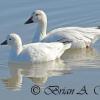 Ross and Snow Geese