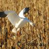 Snow Goose Landing