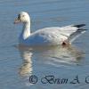 Snow Goose