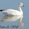 Snow Goose II