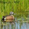 Springtime Bluewing Teal