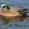 Widgeon I