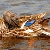 Preening Mallard Hen