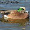 Widgeon II