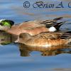 Widgeon Pair